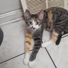 bu ne melez minnos bir kedi gormesini istediginiz 2 arkadasinizi etiketleyinnn siz de kediciklerinizin fotograflarinin p funny cat pictures cats cat pics