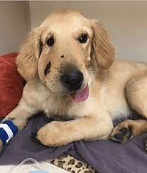 If a puppy six months or younger growls or snaps or bites, then he's either got a strong genetic tendency showing aggression before six months old means that the puppy has got it in his blood. Heroic 6 Month Old Puppy Saves His Owner From Rattlesnake I Can Has Cheezburger