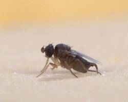 Phorid fly (Phoridae)