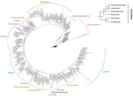 Image result for Hydrostachys insignis