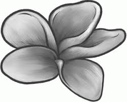 How To Draw A Frangipani Plumeria Flower Step By Step Flowers Pop Culture Free Online Drawing Tutorial Added Flower Art Painting Drawings Flower Drawing