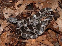 Leave the bags where you usually see snakes to keep them away. Rat Snake Removal Control