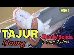Ada 20 gudang lagu baung ekor merah vs baung kuning terbaru, klik salah satu untuk download lagu mudah dan cepat. Banyak Lagi Baung Lawi Sungai Ini Ikanbaung Tajur Ikanairtawar Litetube