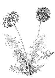In deze webpagina ziet u een tekening van paardenbloem kleurplaat. Kleurplaat Paardenbloem Gratis Kleurplaten Om Te Printen Afb 9397