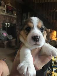 Find beagle puppies for sale with pictures from reputable beagle breeders. Elliott Family Beagles Home Facebook