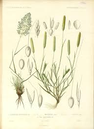 Image result for Eragrostis cylindriflora