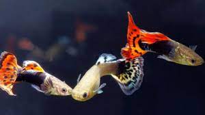 Panduan Cara Merawat Ikan Guppy Agar Tidak Cepat Mati Pintarpet