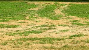 Top dressing is a brilliant alternative to chemical fertilizers. Top Dressing A Lawn How When And Why Lawn Com Au