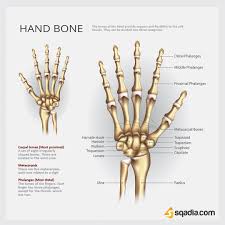 It is composed of many different types of cells that together create tissues and subsequently organ systems. Hand Bones Hand Bone Bone And Joint Human Body Structure