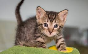 Why and how we foster kittens in san diego (sdhs). San Diego Humane Society Kitten Receives Notoriety And Star Power Times Of San Diego