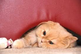Home Remedies For Cats With Hairballs Benadryl For Cats Toxic Plants For Cats Flea Shampoo For Cats