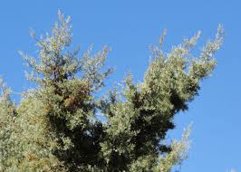 Image result for Cyphia erecta