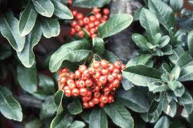 Image result for Pycnosphaera buchananii