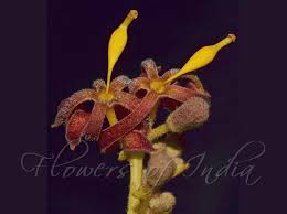 Image result for Hildegardia