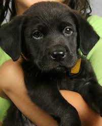 Lavender Hill Interiors Black Lab Puppies Puppies Puppies And Kitties