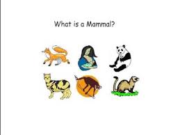 109 фраз в 26 тематиках. What Is A Mammal Youtube