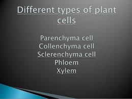 Different Types Of Plant Cells
