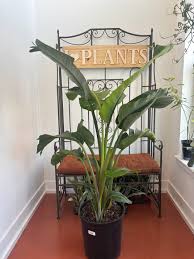 Image result for Strelitzia nicolai