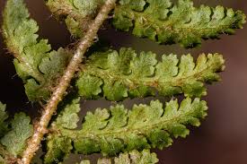 Image result for Mohria vestita