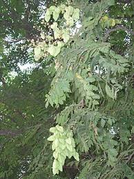 Image result for Aporrhiza paniculata