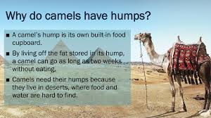 So just how long can a camel go without water before its hump starts to slump? Facts About Some Animals Flip Ebook Pages 1 8 Anyflip Anyflip