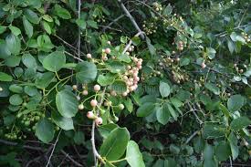 Image result for Cordia dichotoma