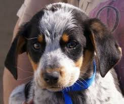 Black And Tan Coonhound Mix Puppies Adopt Marco On Petfinder Bluetick Coonhound Havanese Puppies For Sale Coonhound