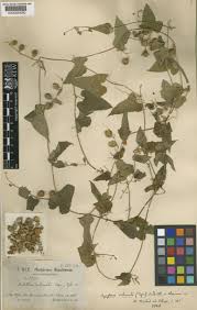 Image result for Cayaponia