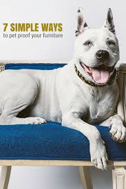 10 Simple Ways To Dog Proof Your Furniture Puppy Leaks Pets Pet Proof Furniture Puppies