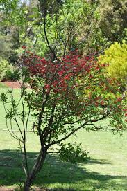 Image result for Ochna serrulata