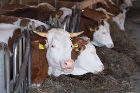 Deasemnea ministrul agriculturii declar[ că …singura soluție realistă pentru fermierii mici de a rezista chiar dacă există o reticență, noi în continuare favorizăm atunci când punctăm proiectele. Cum Se Poate Deschide O FermÄƒ De Animale Cu Fonduri Europene Ministerul Agriculturii A Publicat Ghidul Intreg