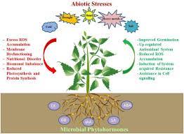 Maybe you would like to learn more about one of these? Frontiers Phytohormones And Beneficial Microbes Essential Components For Plants To Balance Stress And Fitness Microbiology