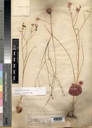 Image result for Afrosolen setifolius