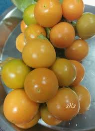 Image result for Physalis peruviana