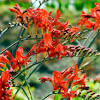 In addition to recognizing what plants the deer will steer clear of, either due to toxicity or terrible taste, it is important to recognize the plants we love that. 3