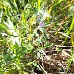 Image result for Justicia heterocarpa