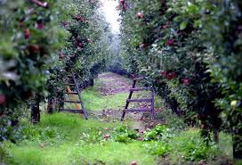 Vous pouvez transformer votre jardin en un paradis méditerranéen ou tropical petits arbres fruitiers : Planter Les Arbres Fruitiers Gamm Vert