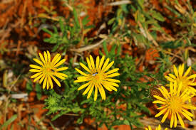 Image result for Felicia mossamedensis