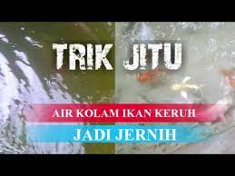 Dalam budidaya ikan, tentu saja yang diperhatikan bukan hanya cara memelihara ikan saja. Cara Menjernihkan Air Kolam Ikan Youtube