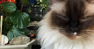 Birman Kittens For Sale Nsw Reunited Long Haired Ragdoll Cat Mosman Nsw 2088 Lost Cat Ragdoll Cat Long Hair Styles