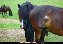 صور زب حمار حصان فيل كلب قط