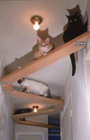 Cat Tree Plans In Space Outta Control Cat Shelves Cool Cat Tree Plans Cat Tree Plans Cool Cat Trees Cat Room