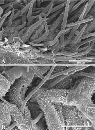 Image result for Daniellia alsteeniana