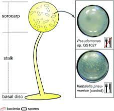 Posted on april 4, 2013 by ulfa rahmayanti. Bacterial Strain Pseudomonas Sp Qs1027 Was Isolated From Dictyostelium Download Scientific Diagram