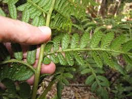 Image result for Marattiaceae