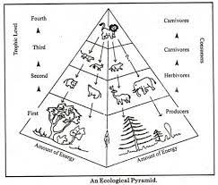 Notes On Grassland Ecosystem And Energy Flow Through An