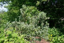 Image result for Atriplex halimus