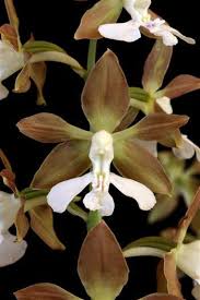 Image result for Calanthe