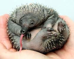The 15 Cutest Living Fossils Echidna Puggle Echidna Australia Animals