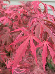 Japanese Maple Shiraz Growing In Zone 4 Zone 4 Plants Japanese Garden Flowering Trees